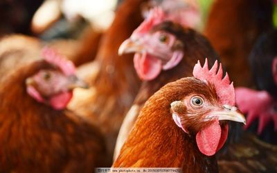 现代化养鸡场 科学养殖助力家禽产业提质增效