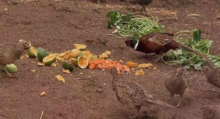 特色养殖新路径 仿野生家禽养殖，一只150元年入15万