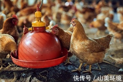 科技除臭，绿色养殖 猪粪鸡粪有机肥与家禽养殖环境的一体化解决方案