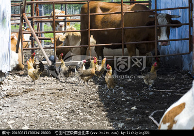 家禽养殖 从基础到高效管理的全面指南