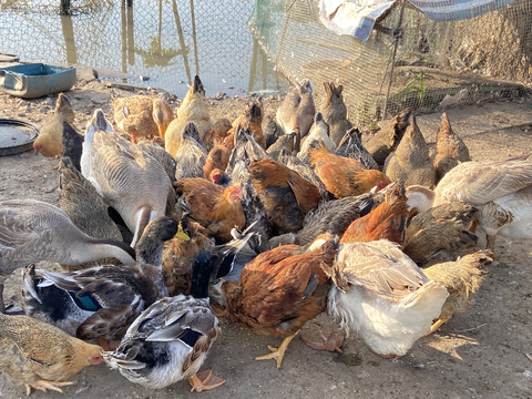 童心牧歌 儿童沙盘游戏与家禽养殖的创意融合