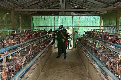 缅军沿海军区司令视察德林达依省勃劳驻军农业生产 关注部队家禽养殖发展