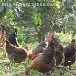 砀山草芦花家禽热销中 优质供应商成东养殖合作社与阿土伯网携手促销