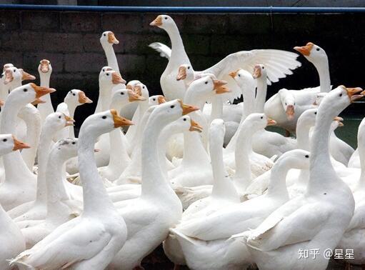 新手养鹅 从鹅苗质量把关到科学养殖全攻略