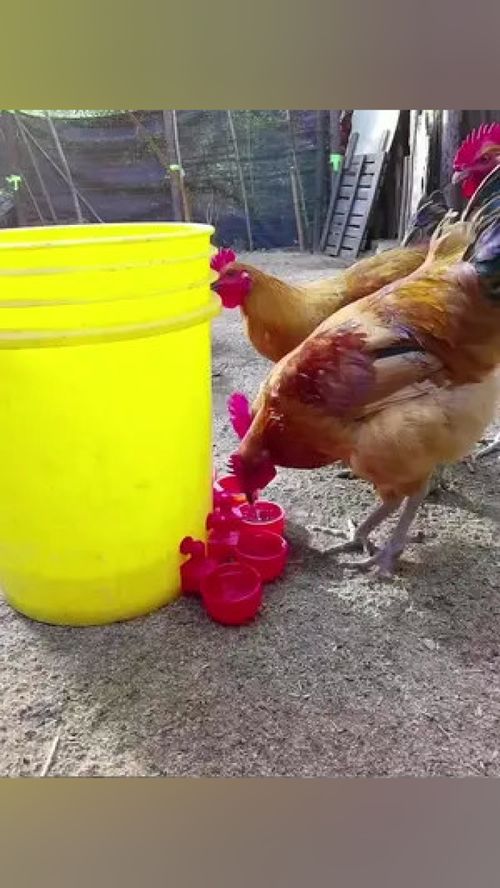 家禽养殖自动饮水器 实现自动补水，解放人力，提升养殖效益