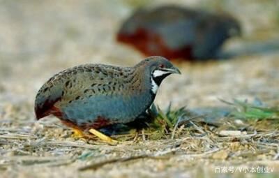 家禽养殖 拼搏中闯出的广阔天地