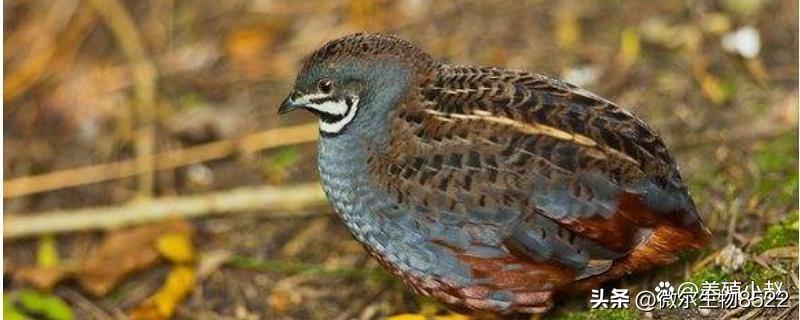 芦丁鸡养殖全攻略 从选种育雏到科学管理的实践指南