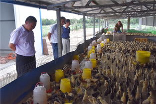 镇平县王岗乡 瞄准市场需求，巧养家禽促增收