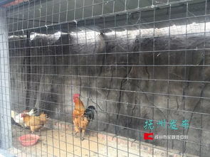 梦湖动物园 当“动物园”邂逅家禽养殖，一场关于认知与期待的碰撞