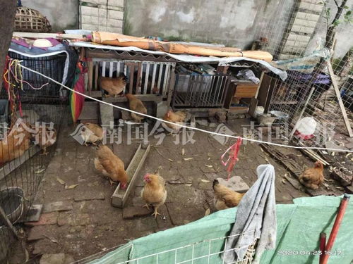 小区藏匿300多只鸡？！城管街道联合出击还居民宁静生活