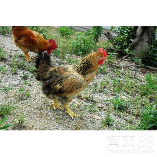 家禽养殖技术指南 垦利鸡苗与活鸡苗购买渠道及龙头企业推荐