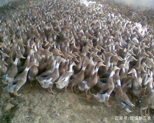 农村家禽养殖式微的背后 一场悄然发生的生产转型