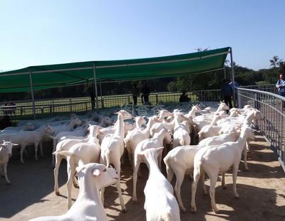 家禽产业链解析 从养殖到屠宰