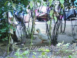 家禽养殖 助力生计还是扰民之源？