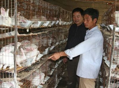 农村致富新路径 五大市场潜力巨大的家禽养殖商机