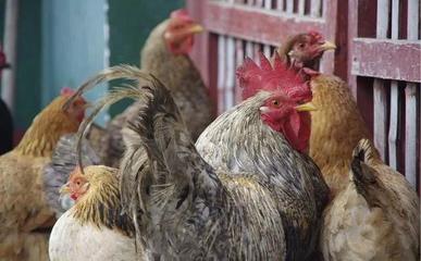 鸡鸭鹅能混养吗？养殖家禽的注意事项与影响