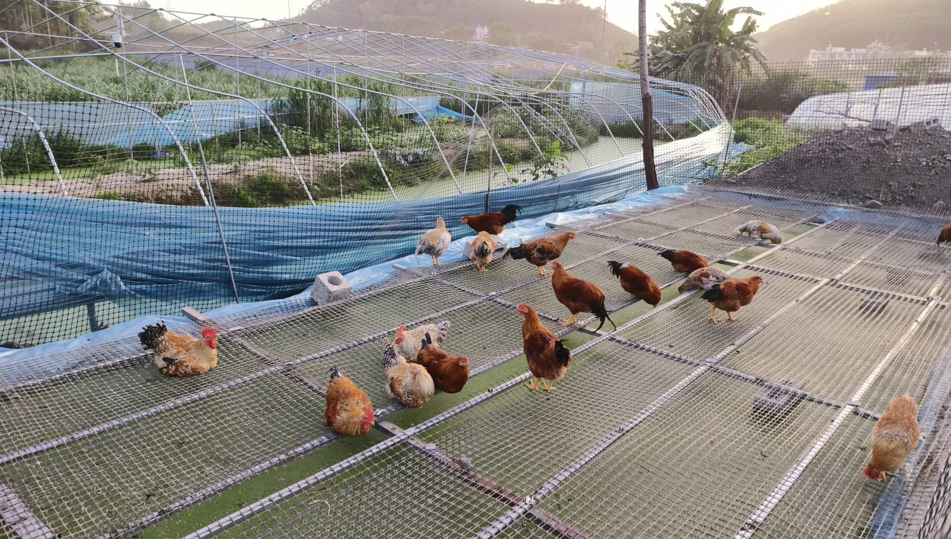 广西助农生态循环养鸡 低成本，高品质，颠覆传统家禽养殖游戏规则