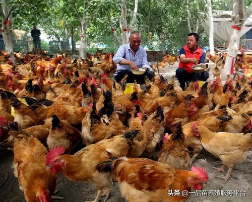 家禽养殖业正悄悄酝酿一场变革,养殖人有望首次占据优势